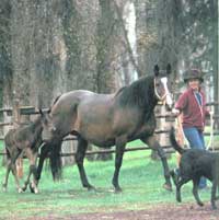 
Artist Wendy Morgan walks a mare and day-old colt at the Crane Creek Ranch outside Wilson, Wyoming.
